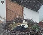 Capi_Dubne_20250529_075502.jpg