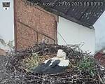 Capi_Dubne_20250529_080003.jpg
