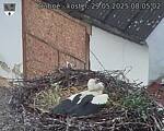 Capi_Dubne_20250529_080502.jpg