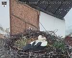 Capi_Dubne_20250529_082002.jpg