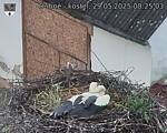 Capi_Dubne_20250529_082503.jpg