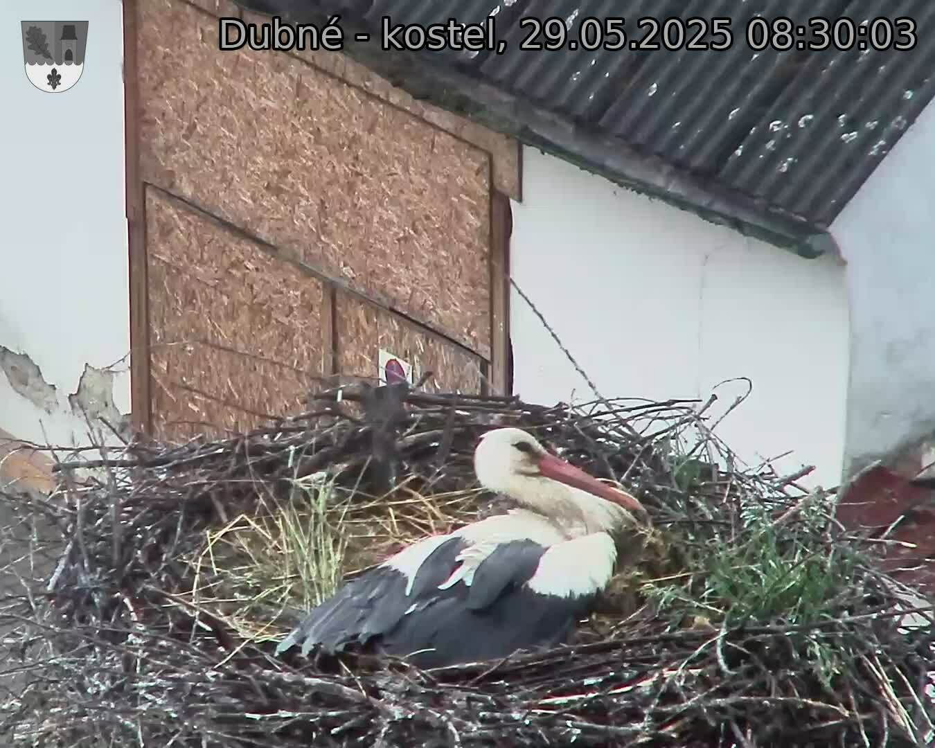Capi_Dubne_20250529_083003.jpg (1350 x 1080)