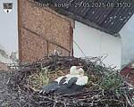 Capi_Dubne_20250529_083502.jpg