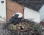 Capi_Dubne_20250529_084502.jpg