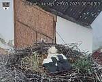 Capi_Dubne_20250529_085003.jpg
