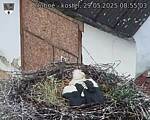 Capi_Dubne_20250529_085503.jpg