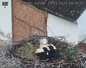 Capi_Dubne_20250529_090002.jpg (1350 x 1080)