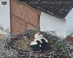 Capi_Dubne_20250529_090503.jpg