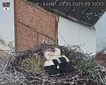 Capi_Dubne_20250529_091002.jpg