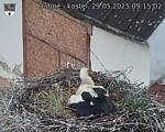 Capi_Dubne_20250529_091502.jpg