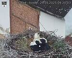 Capi_Dubne_20250529_092003.jpg