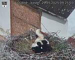 Capi_Dubne_20250529_092503.jpg