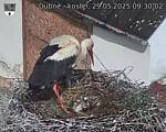 Capi_Dubne_20250529_093002.jpg