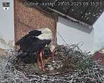 Capi_Dubne_20250529_093503.jpg