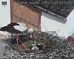 Capi_Dubne_20250529_094002.jpg