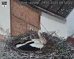 Capi_Dubne_20250529_095002.jpg