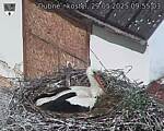 Capi_Dubne_20250529_095503.jpg