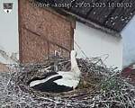 Capi_Dubne_20250529_100002.jpg