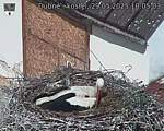 Capi_Dubne_20250529_100503.jpg
