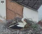 Capi_Dubne_20250529_101003.jpg