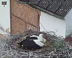 Capi_Dubne_20250529_102003.jpg