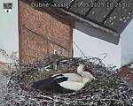 Capi_Dubne_20250529_102502.jpg