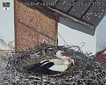 Capi_Dubne_20250529_103503.jpg