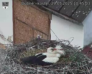 Capi_Dubne_20250529_104503.jpg (1350 x 1080)
