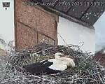 Capi_Dubne_20250529_105002.jpg