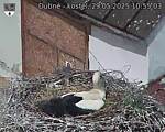 Capi_Dubne_20250529_105503.jpg