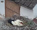 Capi_Dubne_20250529_110003.jpg