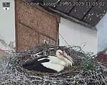 Capi_Dubne_20250529_110502.jpg