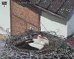 Capi_Dubne_20250529_111002.jpg