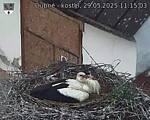 Capi_Dubne_20250529_111503.jpg