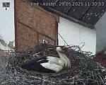 Capi_Dubne_20250529_113003.jpg