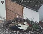 Capi_Dubne_20250529_113503.jpg