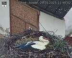 Capi_Dubne_20250529_114002.jpg