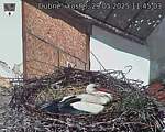 Capi_Dubne_20250529_114503.jpg