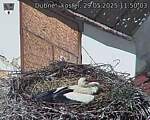 Capi_Dubne_20250529_115003.jpg