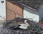 Capi_Dubne_20250529_120002.jpg