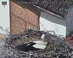 Capi_Dubne_20250529_120503.jpg
