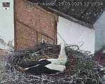 Capi_Dubne_20250529_121004.jpg