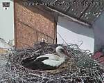 Capi_Dubne_20250529_122003.jpg