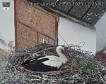 Capi_Dubne_20250529_122502.jpg