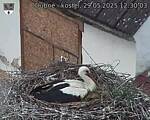 Capi_Dubne_20250529_123003.jpg