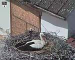 Capi_Dubne_20250529_125002.jpg