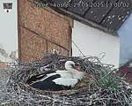 Capi_Dubne_20250529_130002.jpg