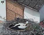 Capi_Dubne_20250529_130502.jpg