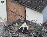 Capi_Dubne_20250529_133002.jpg