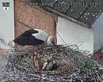 Capi_Dubne_20250529_133503.jpg